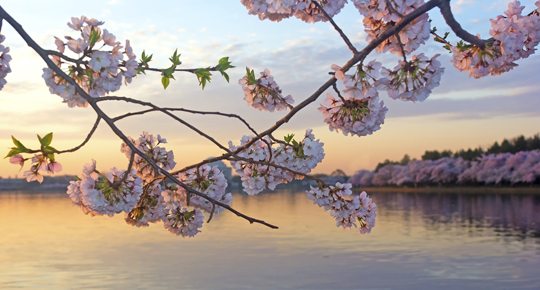 From the blue of the Tidal Basin water to the pink of a blooming