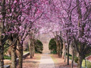 Dumbarton Oaks